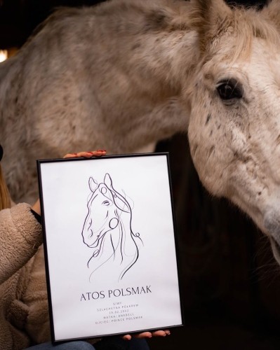 metryczka konia, plakat, koń, siwy koń